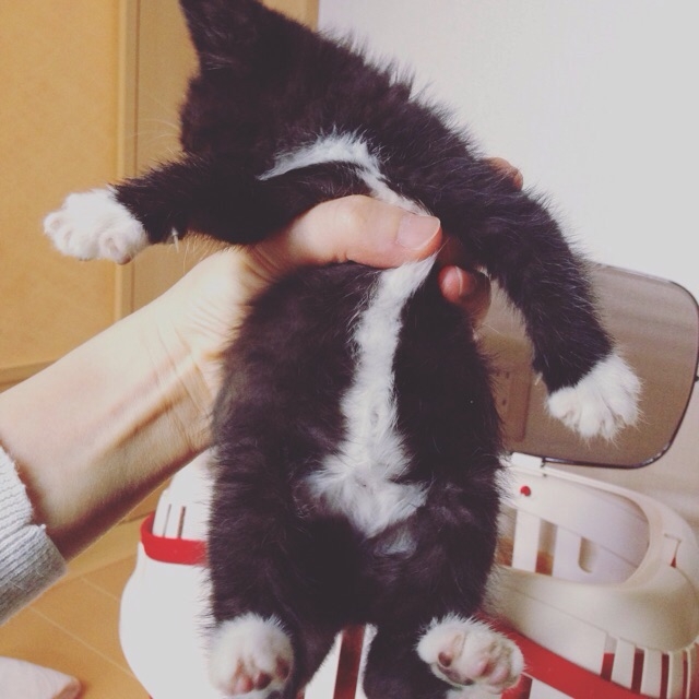 f:id:akiyochan15:20151008144405j:image:w400 f:id:akiyochan15:20151008144405j:image:w400