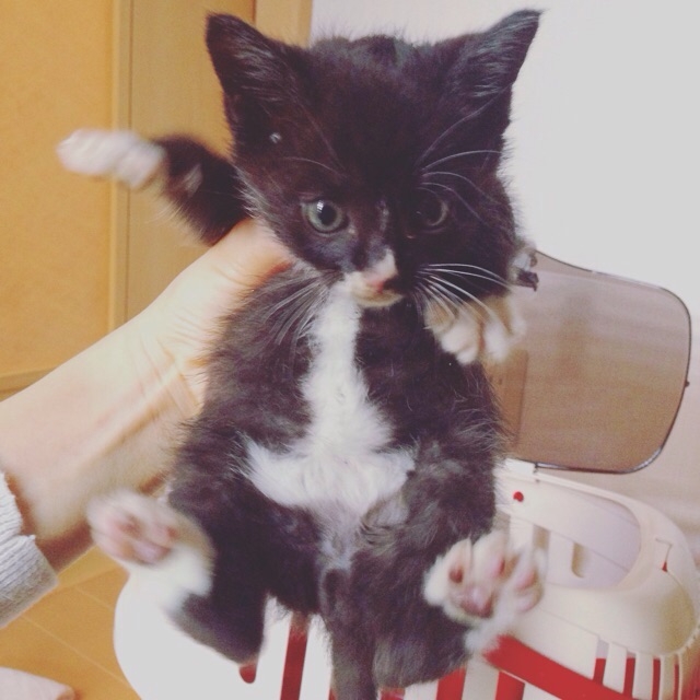 f:id:akiyochan15:20151008144436j:image:w400 f:id:akiyochan15:20151008144436j:image:w400