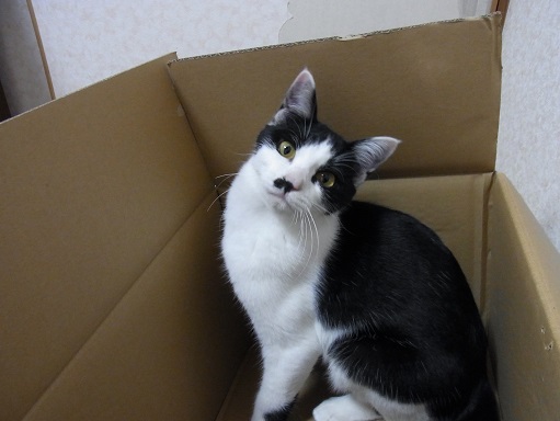 f:id:akiyochan15:20151118193701j:image f:id:akiyochan15:20151118193701j:image