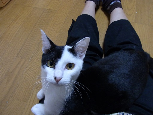 f:id:akiyochan15:20151118193716j:image f:id:akiyochan15:20151118193716j:image