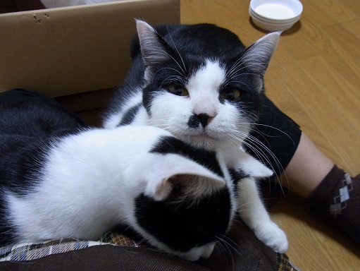 f:id:akiyochan15:20151118195622j:image f:id:akiyochan15:20151118195622j:image