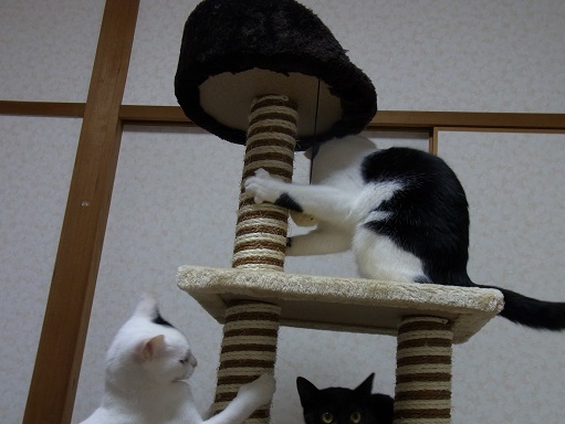 f:id:akiyochan15:20151119203824j:image:w518 f:id:akiyochan15:20151119203824j:image:w518