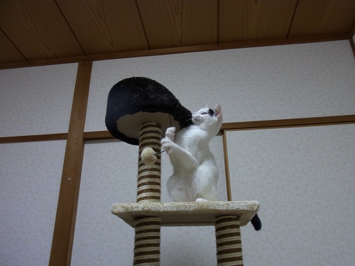 f:id:akiyochan15:20151119204155j:image:w518 f:id:akiyochan15:20151119204155j:image:w518