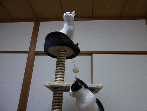 f:id:akiyochan15:20151119204232j:image:w518 f:id:akiyochan15:20151119204232j:image:w518