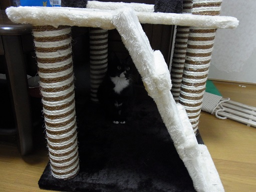 f:id:akiyochan15:20151119204537j:image:w518 f:id:akiyochan15:20151119204537j:image:w518