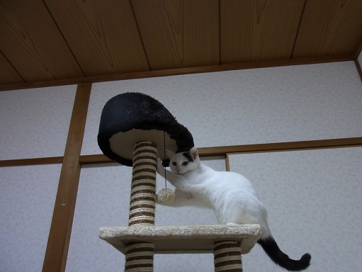 f:id:akiyochan15:20151119204546j:image:w518 f:id:akiyochan15:20151119204546j:image:w518