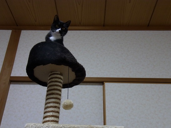 f:id:akiyochan15:20151119210427j:image:w518 f:id:akiyochan15:20151119210427j:image:w518