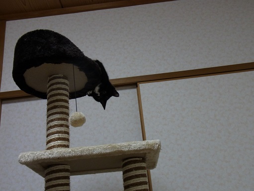 f:id:akiyochan15:20151119210439j:image:w518 f:id:akiyochan15:20151119210439j:image:w518