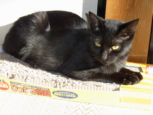 f:id:akiyochan15:20151120135841j:image f:id:akiyochan15:20151120135841j:image