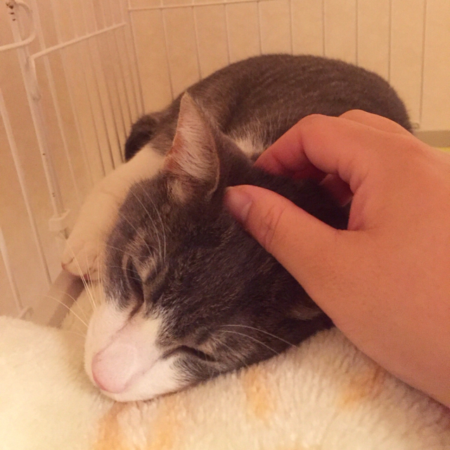 f:id:akiyochan15:20151123155816j:image:w600 f:id:akiyochan15:20151123155816j:image:w600
