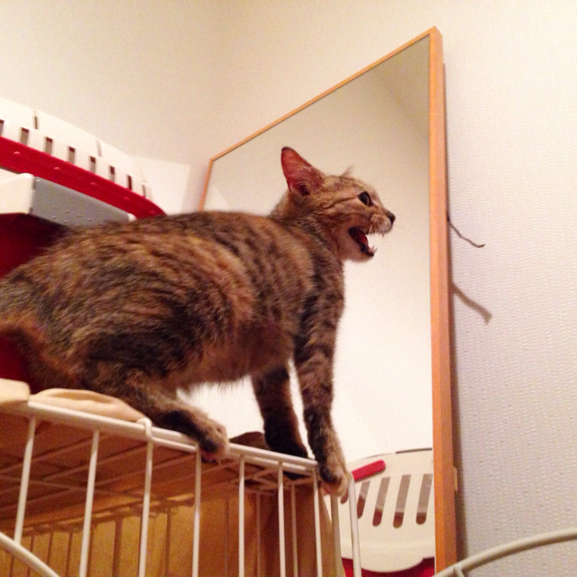 f:id:akiyochan15:20151201135429j:image:w600