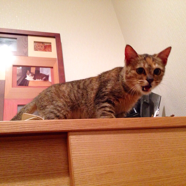 f:id:akiyochan15:20151201135431j:image:w600