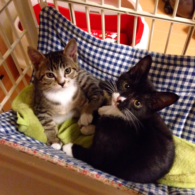 f:id:akiyochan15:20151201135433j:image:w600