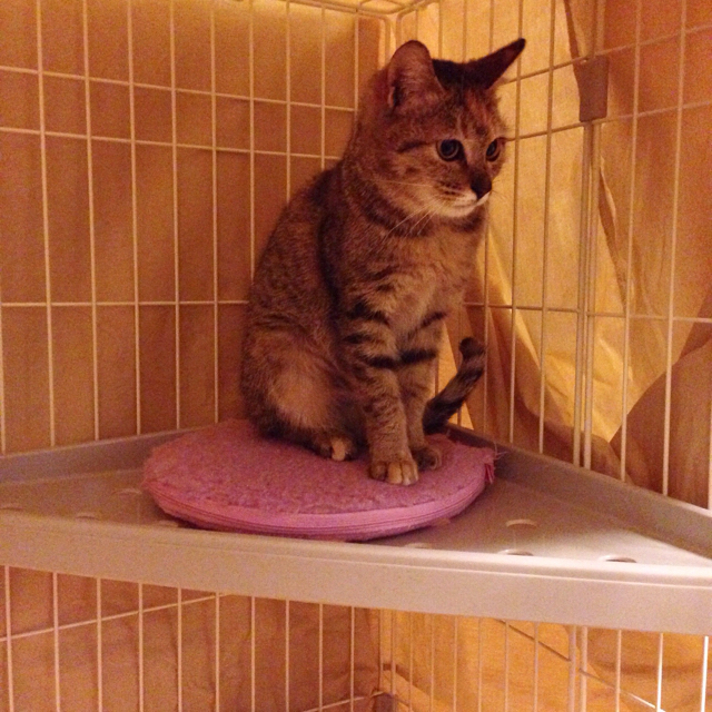 f:id:akiyochan15:20151209123506j:image:w600