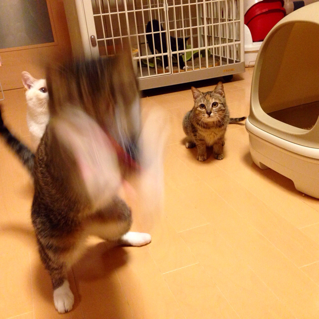 f:id:akiyochan15:20151209123508j:image:w600