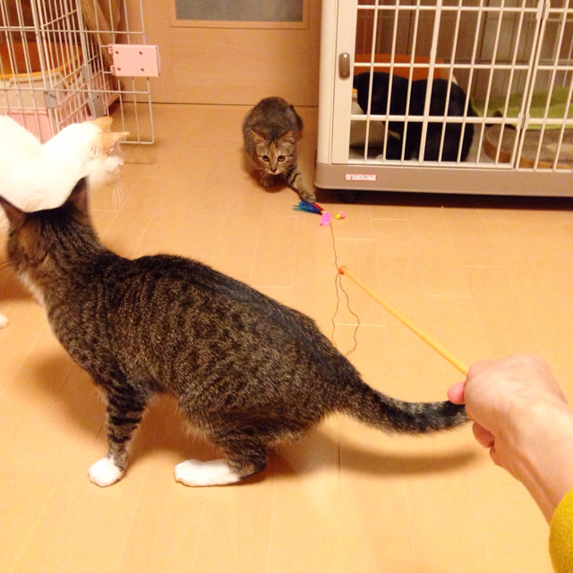 f:id:akiyochan15:20151209123510j:image:w600