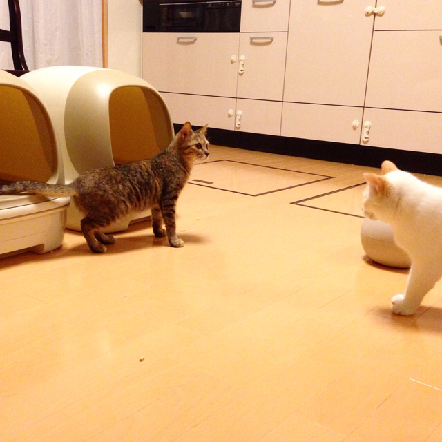 f:id:akiyochan15:20151209123554j:image:w600