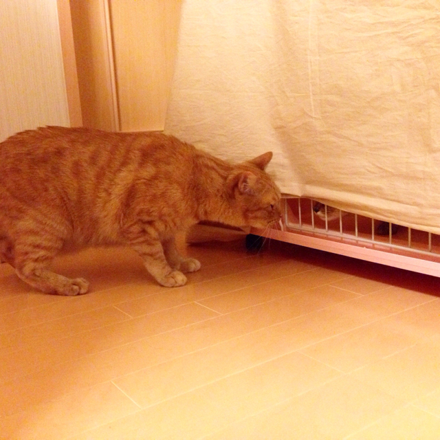 f:id:akiyochan15:20151209123555j:image:w600