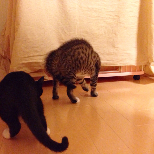 f:id:akiyochan15:20151209123557j:image:w600