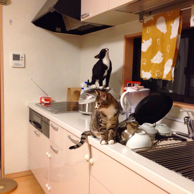 f:id:akiyochan15:20160128133454j:image:w500