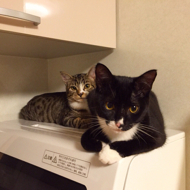 f:id:akiyochan15:20160128133456j:image:w500