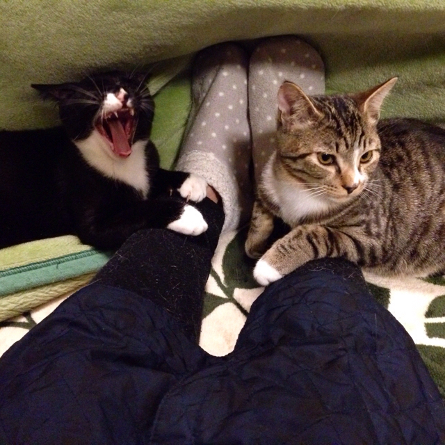 f:id:akiyochan15:20160128133459j:image:w500