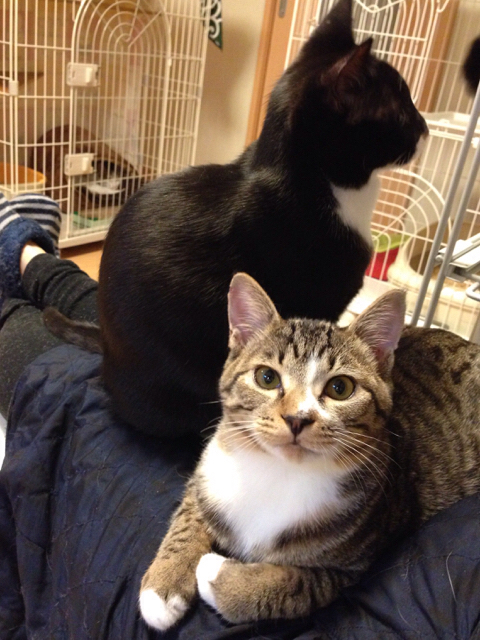 f:id:akiyochan15:20160129125233j:image:w500