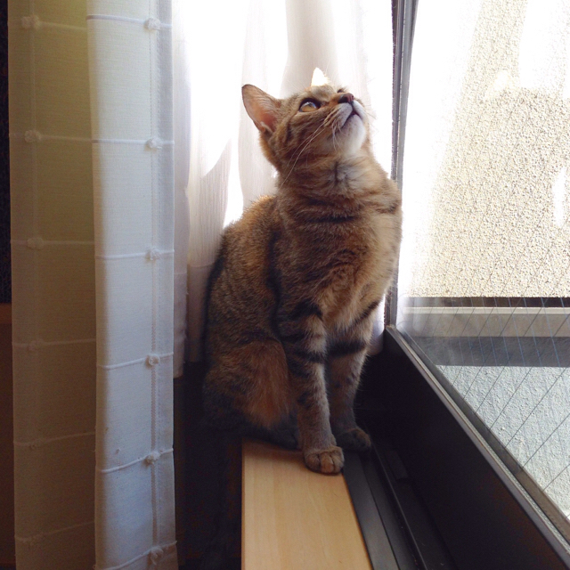 f:id:akiyochan15:20160211160330j:image:w500