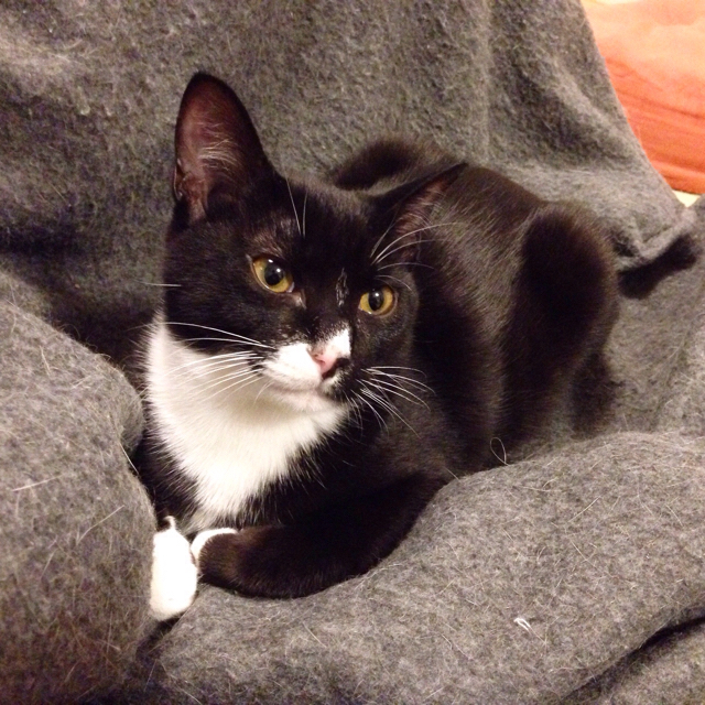 f:id:akiyochan15:20160211160332j:image:w500