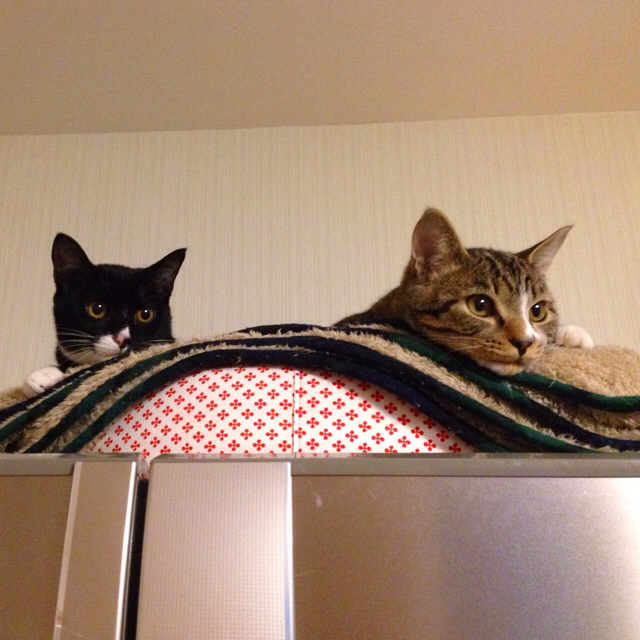 f:id:akiyochan15:20160211160415j:image:w500