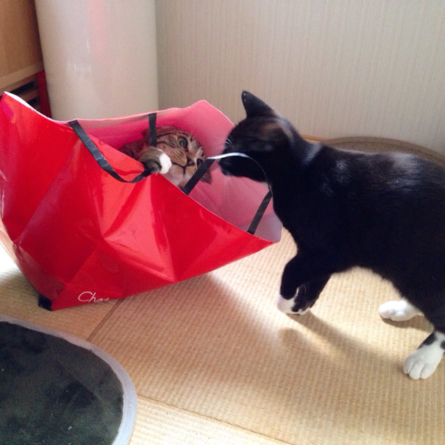 f:id:akiyochan15:20160211160419j:image:w500