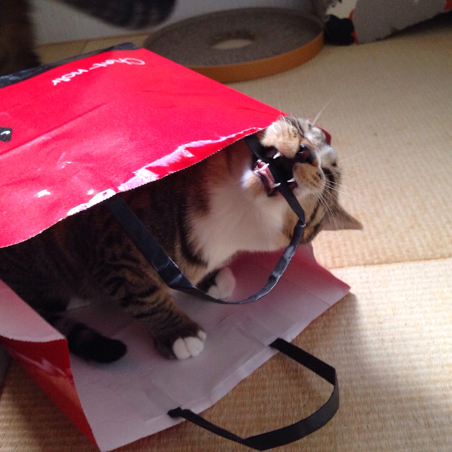 f:id:akiyochan15:20160211160421j:image:w500