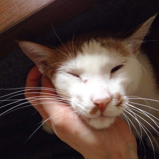 f:id:akiyochan15:20160211164055j:image:w500