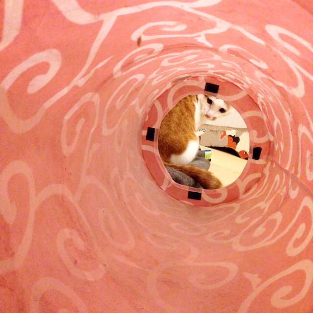 f:id:akiyochan15:20160215145310j:image:w500