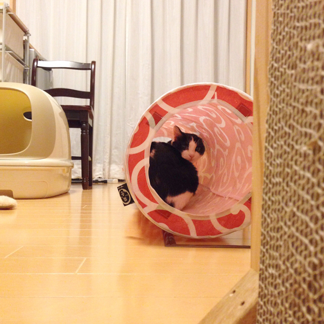 f:id:akiyochan15:20160215145312j:image:w500