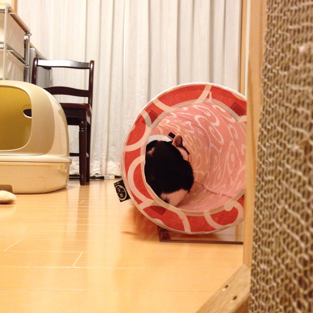 f:id:akiyochan15:20160215145314j:image:w500