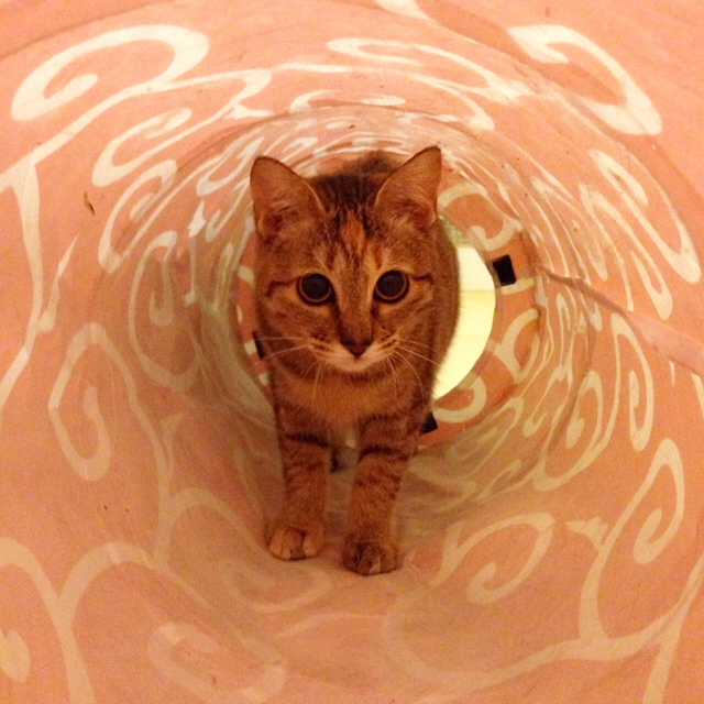 f:id:akiyochan15:20160215150025j:image:w500