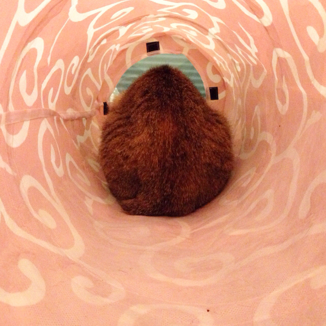 f:id:akiyochan15:20160215150028j:image:w500