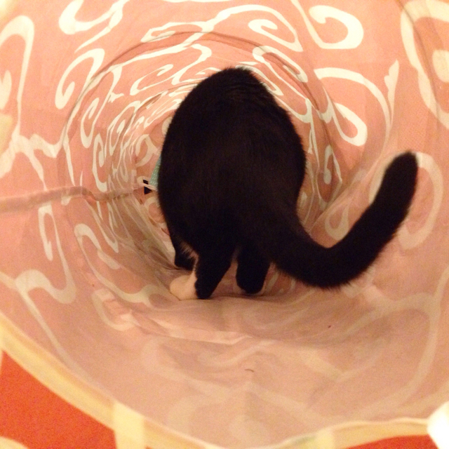 f:id:akiyochan15:20160215150030j:image:w500