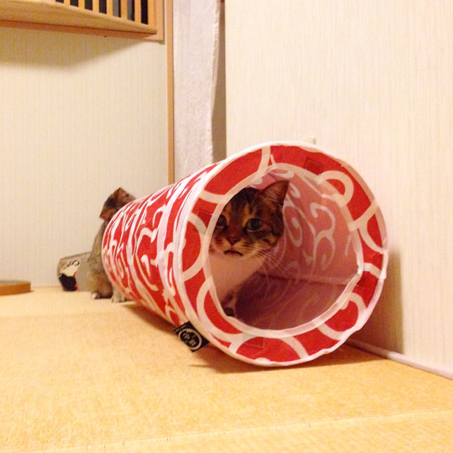 f:id:akiyochan15:20160215153820j:image:w500