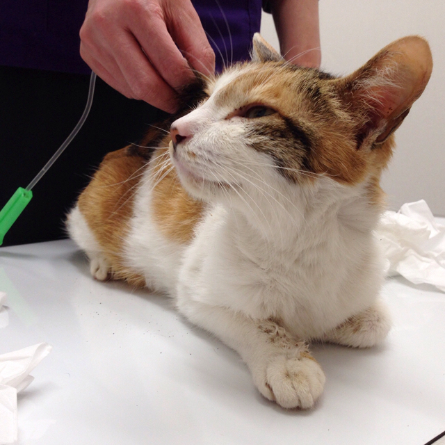 f:id:akiyochan15:20160313233233j:image:w500 f:id:akiyochan15:20160313233233j:image:w500