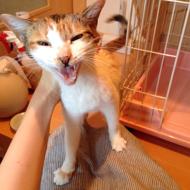 f:id:akiyochan15:20160323200302j:image:w500 f:id:akiyochan15:20160323200302j:image:w500