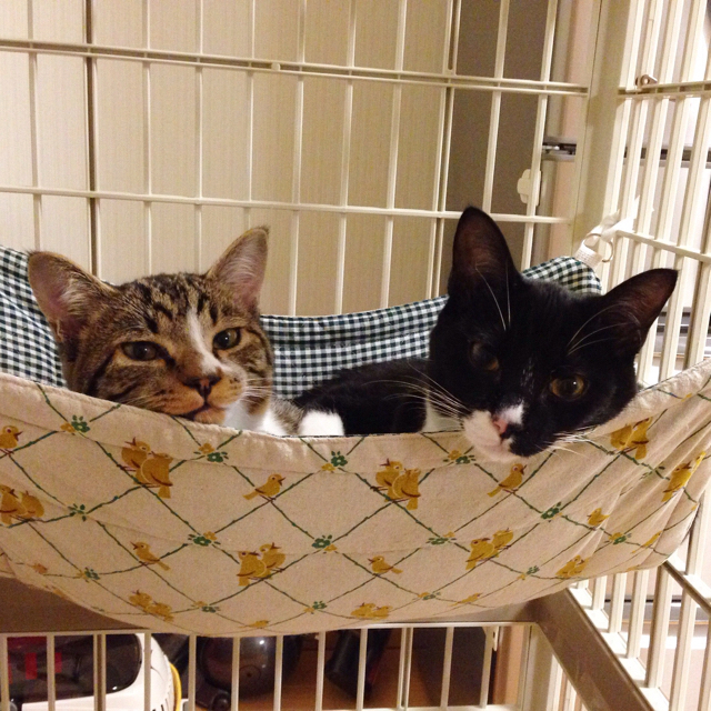 f:id:akiyochan15:20160323200306j:image:w500 f:id:akiyochan15:20160323200306j:image:w500