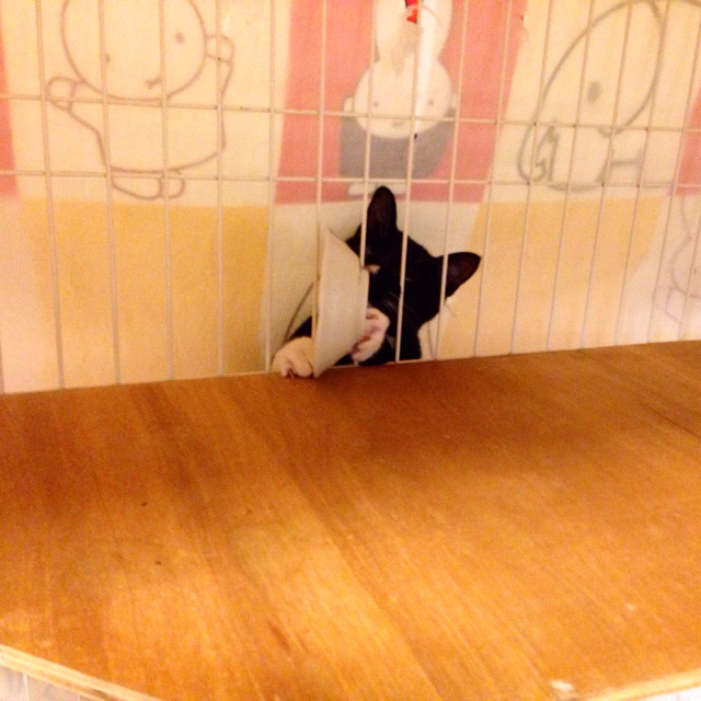 f:id:akiyochan15:20160323200308j:image:w500 f:id:akiyochan15:20160323200308j:image:w500