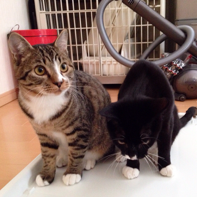 f:id:akiyochan15:20160323200404j:image:w500 f:id:akiyochan15:20160323200404j:image:w500