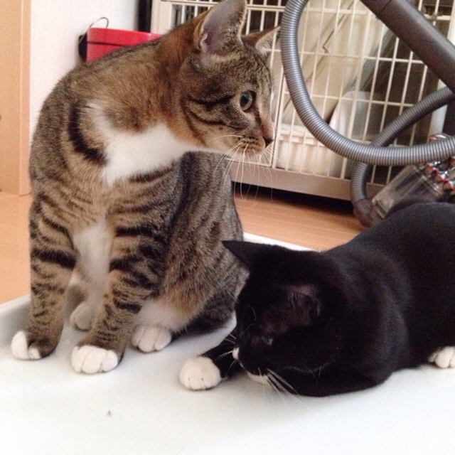 f:id:akiyochan15:20160323200405j:image:w500 f:id:akiyochan15:20160323200405j:image:w500