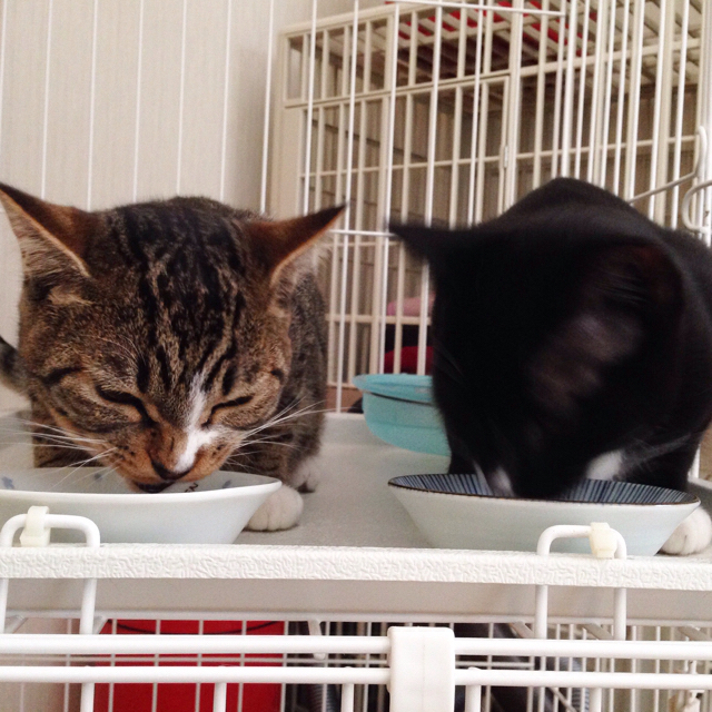 f:id:akiyochan15:20160323200407j:image:w500 f:id:akiyochan15:20160323200407j:image:w500