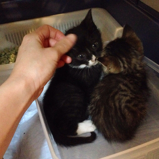 f:id:akiyochan15:20160323220810j:image:w500 f:id:akiyochan15:20160323220810j:image:w500