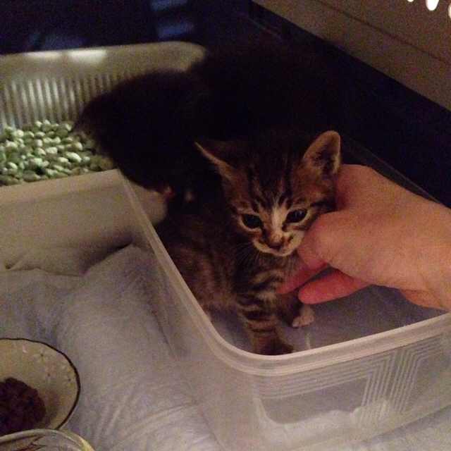 f:id:akiyochan15:20160323220812j:image:w500 f:id:akiyochan15:20160323220812j:image:w500