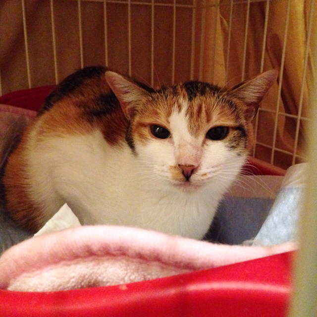 f:id:akiyochan15:20160323221855j:image:w500 f:id:akiyochan15:20160323221855j:image:w500